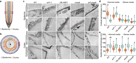 �������Ƥ-��Ƥ�㡱��Ӧ�����������ѧģ��