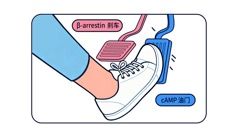 偏向型药物创新机制示意图:选择性激活cAMP信号通路,同时减少β-arrestin的募集 偏向型药物创新机制示意图:选择性激活cAMP信号通路,同时减少β-arrestin的募集