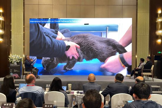 “猫运动异常临床路径国际专家联席研讨会”在上海召开。中外专家一致认定:猫咪突然走路摇晃、后肢无力甚至瘫痪,是全球兽医行业长期面临的棘手难题。 “猫运动异常临床路径国际专家联席研讨会”在上海召开。中外专家一致认定:猫咪突然走路摇晃、后肢无力甚至瘫痪,是全球兽医行业长期面临的棘手难题。