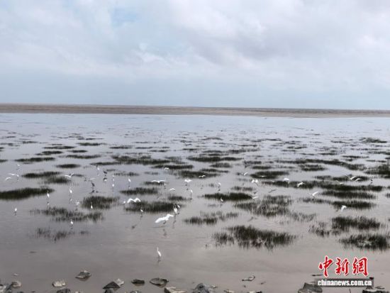 崇明东滩鸟类国家级自然保护区里,众多水鸟悠闲休憩。(中新网记者 陈静 摄) 崇明东滩鸟类国家级自然保护区里,众多水鸟悠闲休憩。(中新网记者 陈静 摄)