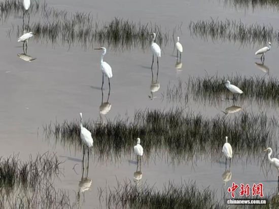 在崇明东滩鸟类国家级自然保护区,随处可见姿态优雅的水鸟。(中新网记者 陈静 摄) 在崇明东滩鸟类国家级自然保护区,随处可见姿态优雅的水鸟。(中新网记者 陈静 摄)