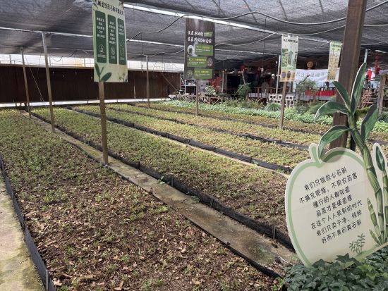 上海尊斛堂中草药种植专业合作社石斛种植基地。高志苗 摄 上海尊斛堂中草药种植专业合作社石斛种植基地。高志苗 摄