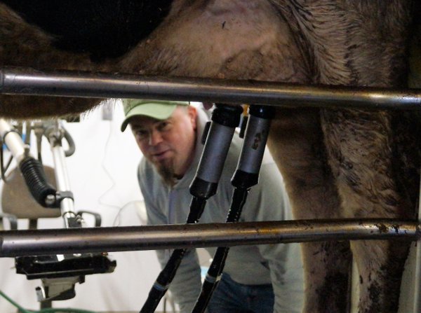 挤奶机器人不仅高效 还能让奶牛产奶量增加 -