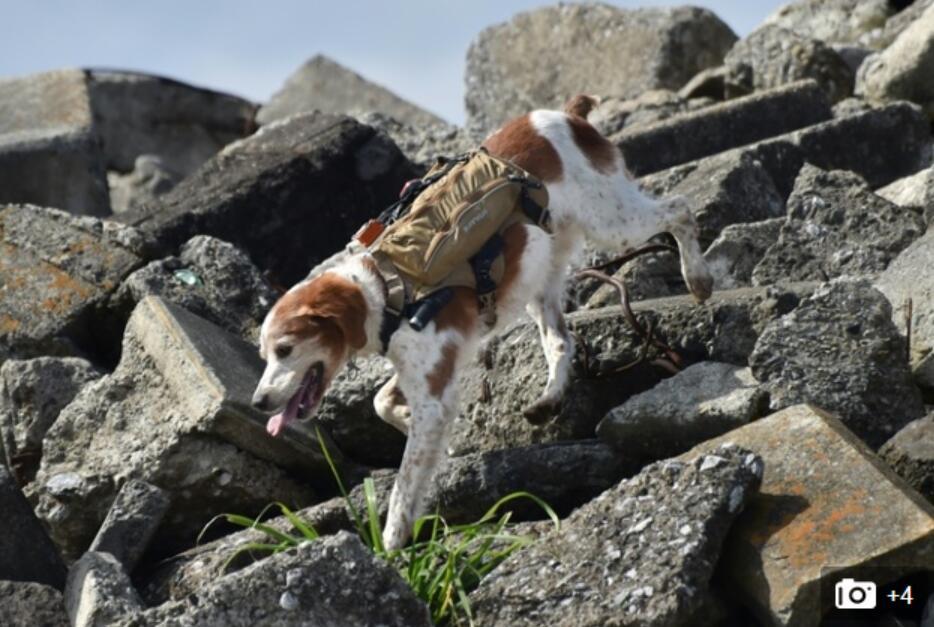 日本研发搜救犬智能背心 可直播搜救现场 - 上