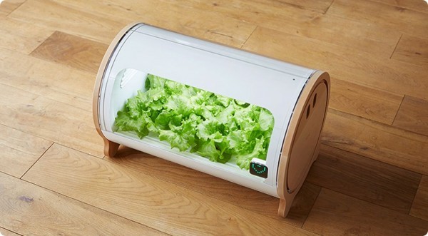 水培花园帮城市居民实现在家中种菜的愿望 -