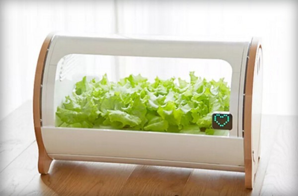 水培花园帮城市居民实现在家中种菜的愿望 -