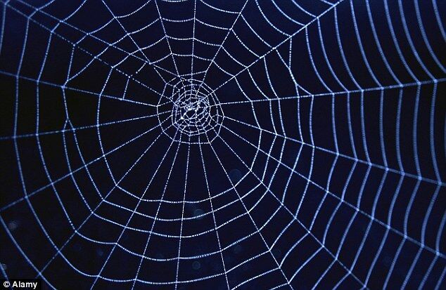 美公司研制高强度蜘蛛丝 或可用于防弹衣