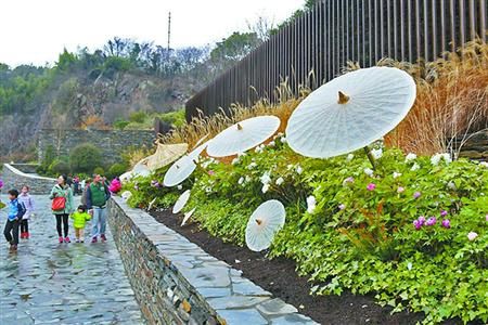 辰山植物园60余种牡丹花春节期间绽放 - 上海新