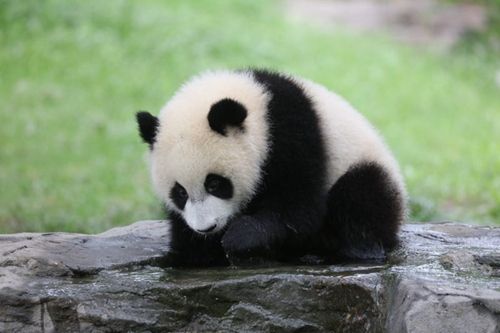 上海野生动物园动物戏水节开启啦