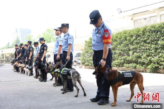 “汪汪队”出列！直击上海公安警犬技术条线青年大比武