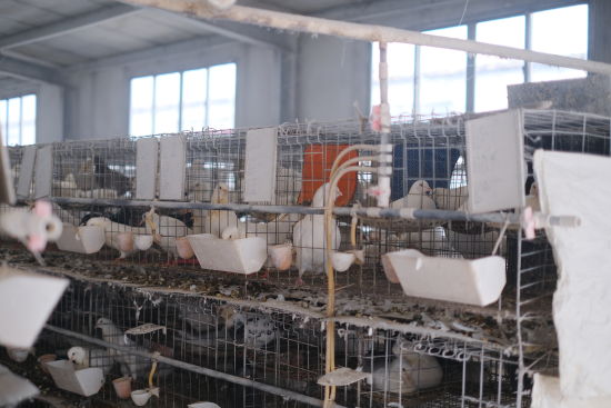 保险精准“托底”，中国人寿财产保险股份有限公司上海市分公司为沪上农业产业化注入金融动能