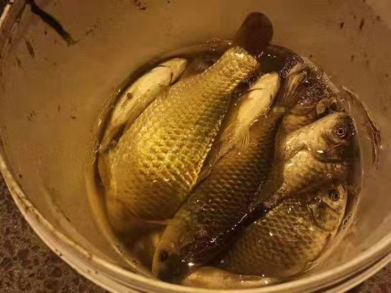 中新网上海新闻3月1日电(李姝徵 沈增辉)众所周知,用电捕鱼是违法行为