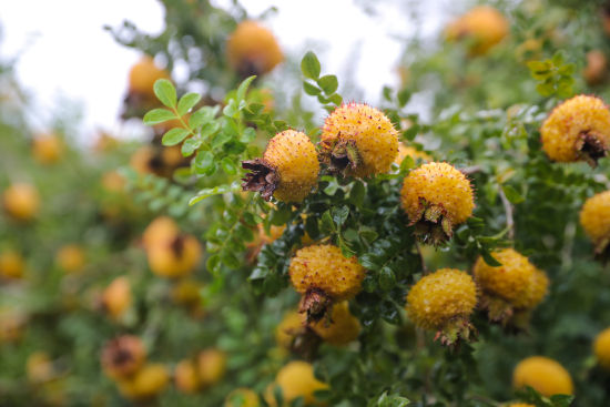 从久藏深山到出口海外贵州刺梨依托科技实现华丽转身