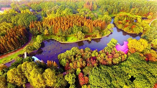 公园就启动了"五彩森林"建设计划,引进50多个品种色叶树,其中彩色乔木